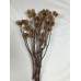 SALIGNUM BRANCH 16"